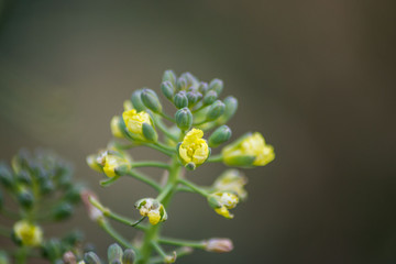 Broccoli flower blooming in the garden, green leaves, Canola, vegetable, small yellow blossoms, plant