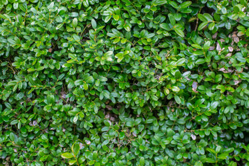 Boxwood or Buxus sempervirens bush in the garden, decorative plant, close-up texture of green leaves, evergreen shrub, natural pattern