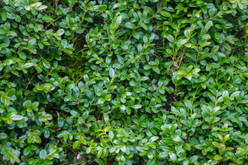 Fototapeta na wymiar Boxwood or Buxus sempervirens bush in the garden, decorative plant, close-up texture of green leaves, evergreen shrub, natural pattern