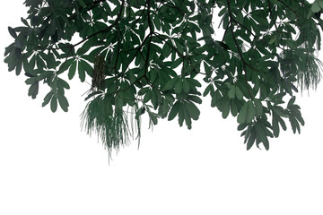 Green leaves isolated with clipping paths on a white background