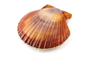 Brown scallop © Alex Coan