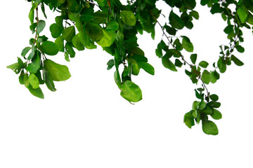 Green leaves isolated with clipping paths on a white background