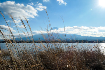 An idyllic view on Mt Fuji from the side of Kawaguchiko Lake, Japan. The volcano is surrounded by clouds. Dried, golden grass on the shore of the lake. Serenity and calmness. Bright and clear day.