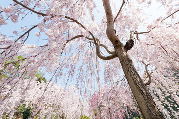 しだれ桜でお花見