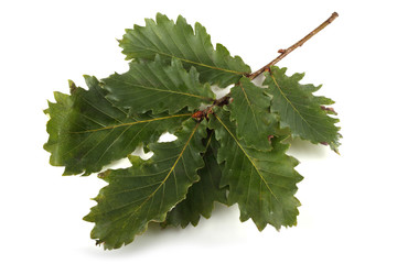 Oak branch