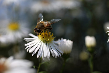 Bee on flower