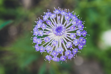 close-up of Rottnest Island daisy flower with purple tones shot at shallow depth of field in sunny backyard