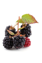 Cluster of blackberry