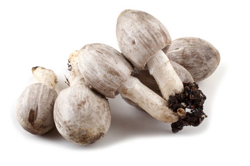 Coprinopsis atramentaria (Inky cap). Chinese medicine use this mushroom. Incompatible with alcohol.