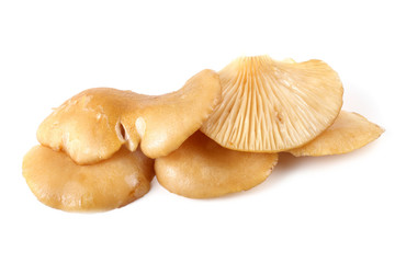 Yellow oyster mushrooms.