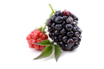 Ripe and unripe blackberries