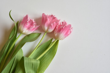 fringed tulips
