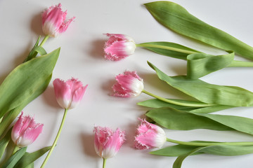 fringed tulips