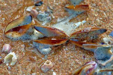 Shells on the sand in the water