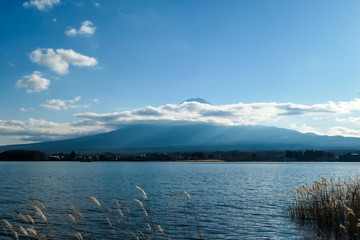 An idyllic view on Mt Fuji from the side of Kawaguchiko Lake, Japan. The volcano is surrounded by clouds. Dried, golden grass on the shore of the lake. Serenity and calmness. Bright and clear day.