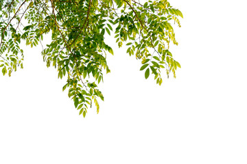 Green leaves isolated with clipping paths on a white background