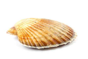 Obraz premium Scallop