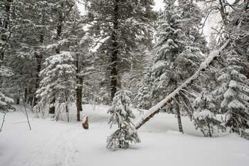 snow-covered, coniferous, white forest, after a night of snowfall and a waving path among fir trees