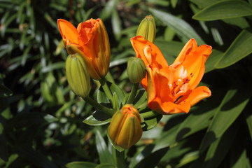 Orange lilies