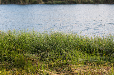 Grass is a thick bush on the edge of the lake.