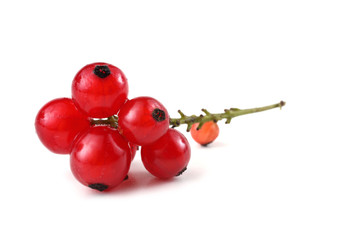 Cluster of red currant
