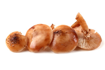 Honey agaric mushrooms