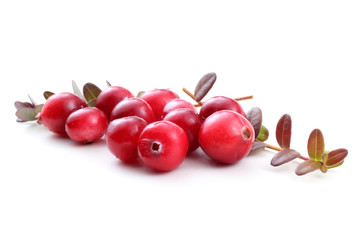 Cranberries and leaves