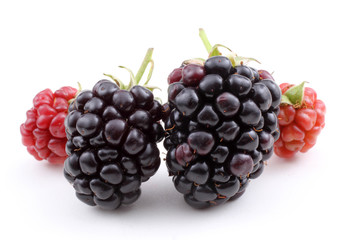 Ripe and unripe blackberries