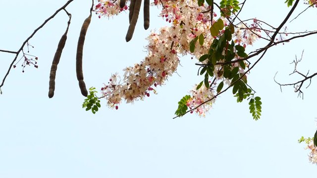 Flowering cassia plant with its multitude of varying shades of pink and white blossoms heralds the coming of spring in Southeast Asia. 