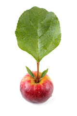 Little apple with leaf