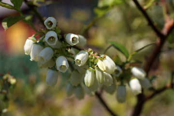 Blueberry flowers