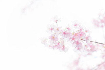 Naklejka na ściany i meble 青空と満開の桜