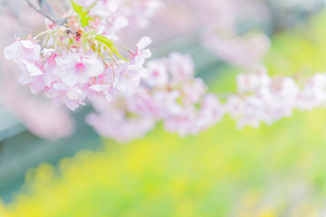 桜と菜の花