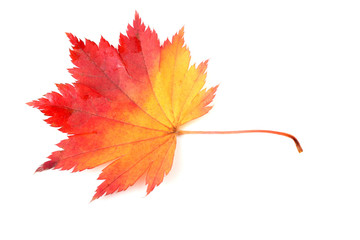Autumn maple leaf