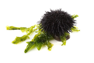 Black sea urchin and alga