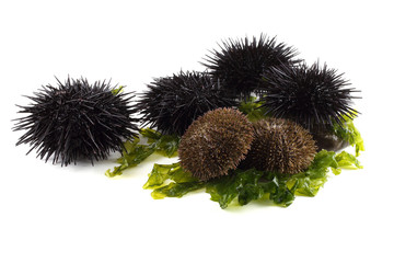 Black and gray sea urchin and alga