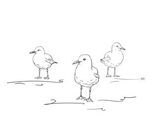 Sketch of three seagulls standing on the ground, Vector hand drawn illustration