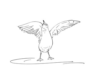 Sketch of seagull is spread wings to fly, Vector hand drawn illustration