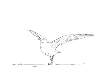 Sketch of seagull is spread wings to fly, Vector hand drawn illustration