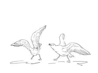 Sketch of two angry seagulls fighting, Vector hand drawn illustration
