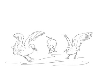 Fototapeta na wymiar Sketch of angry seagulls, Vector hand drawn illustration