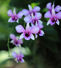 Close Up Of A Orchid  Flower  Beautiful Of Nature