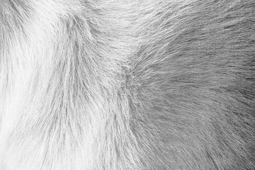 Dog fur white and dark grey texture , animal soft short smooth patterns background
