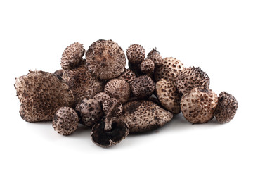 Strobilomyces strobilaceus (