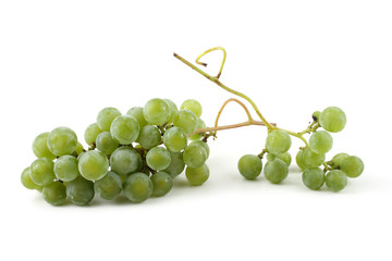 White wine grape