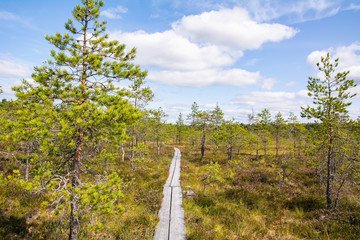Wooden walkway and view of The Torronsuo National Park, Finland