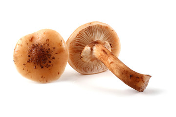 Two honey agaric mushrooms