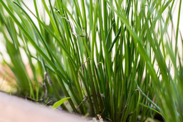 potted chives, new vegetation in March