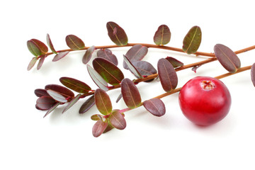 Cranberry and leaves