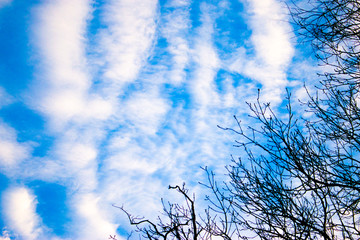 Treetops and blue sky with clouds background for graphic design, print jobs and abstract web design backgrounds, wallpaper or banner